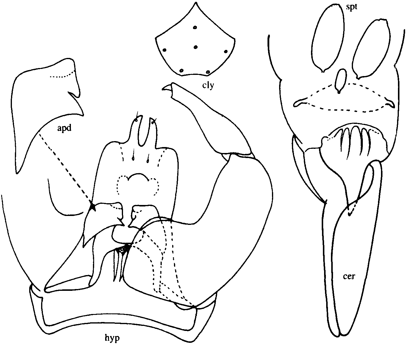 9.二裂細(xì)蠓